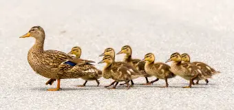Ducks In A Row (1)