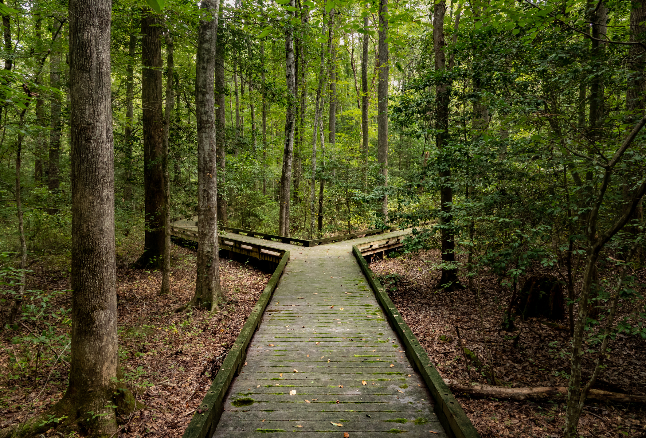 Wooden Boardwalk